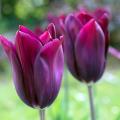Lily flowering Tulips