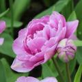 Multiple flowering / Multi-headed Tulips