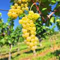 Table Grapevines