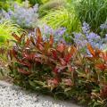 Coloured foliage Viburnum