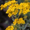 Yellow flowering perennials