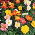 Perennial plants by flower colour