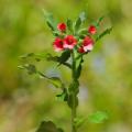 Vivaces à floraison précoce