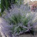 Drought- and cold-resistant perennials