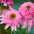 Echinaceas with double flowers