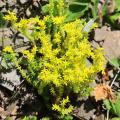 Sedum seeds - Stonecrop seeds