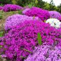 Phlox mousse