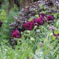 Dark Academia - Trending Garden Colour 2026