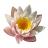 Aquatic plants