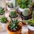 Houseplants by family
