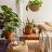 Best houseplants for each room