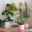 Houseplants by variety