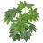 Houseplants