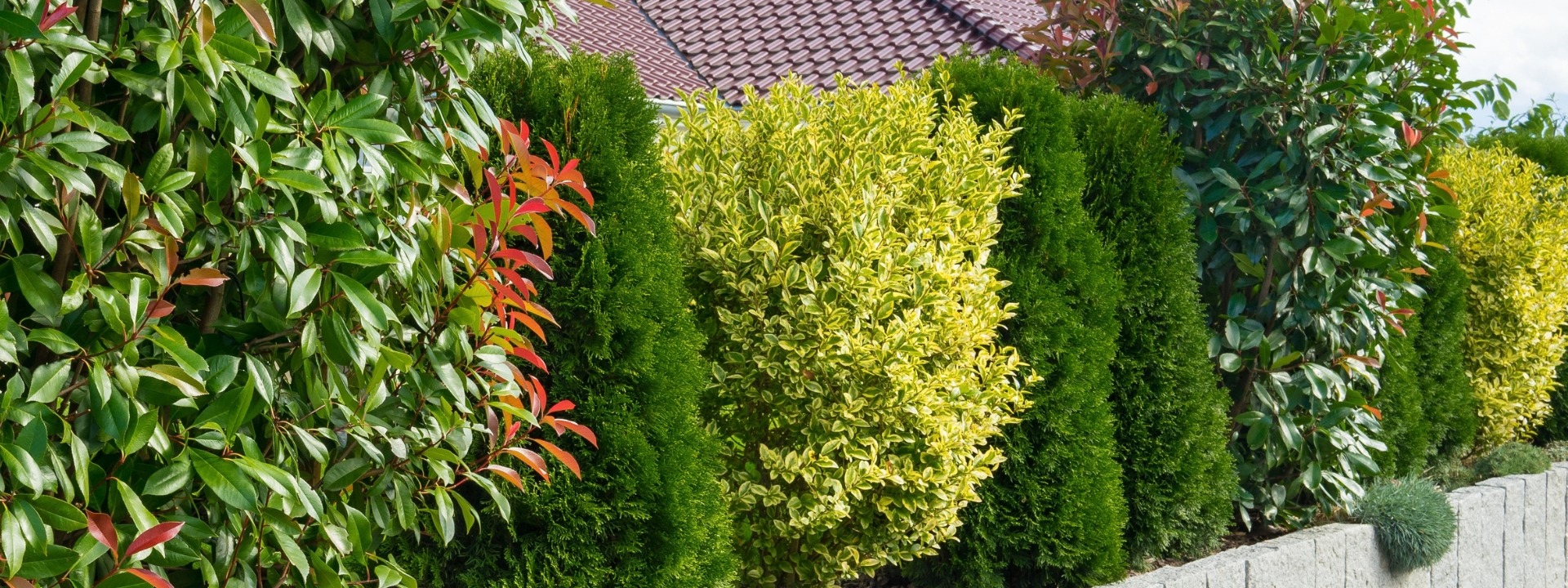 <i>Special offer</i> HEDGE SHRUBS