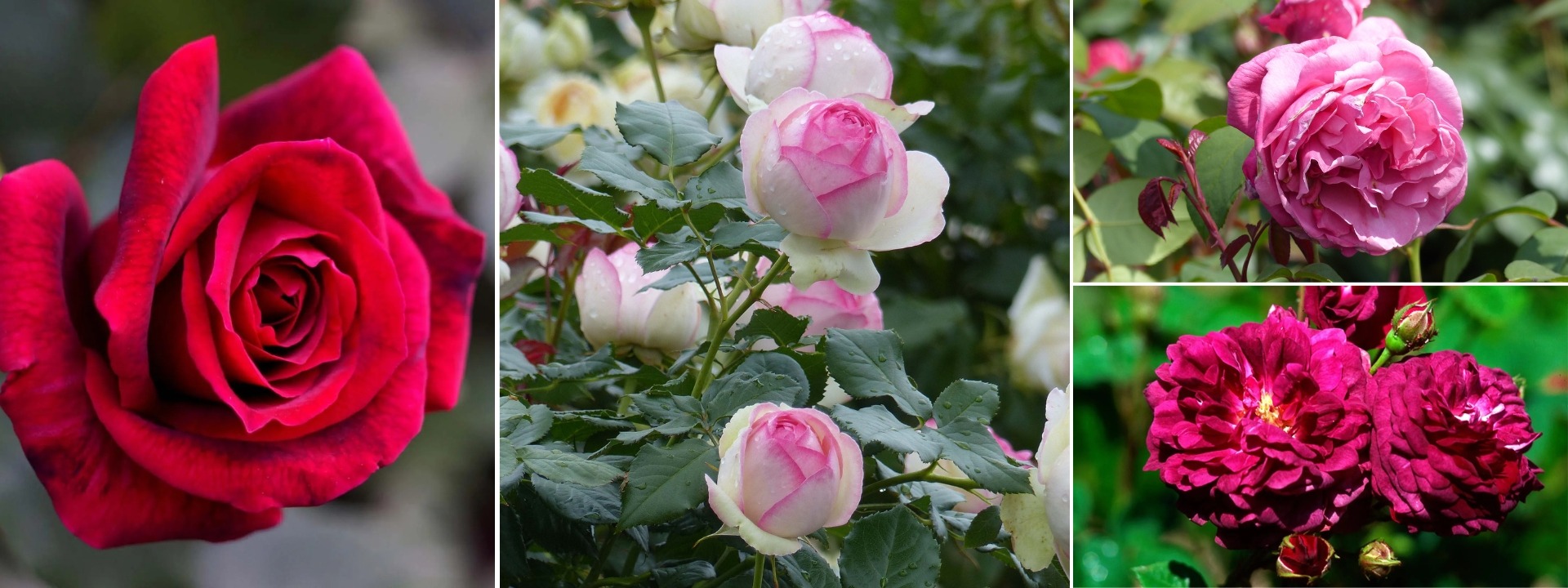 <i>Roses</i> FLASH SALE