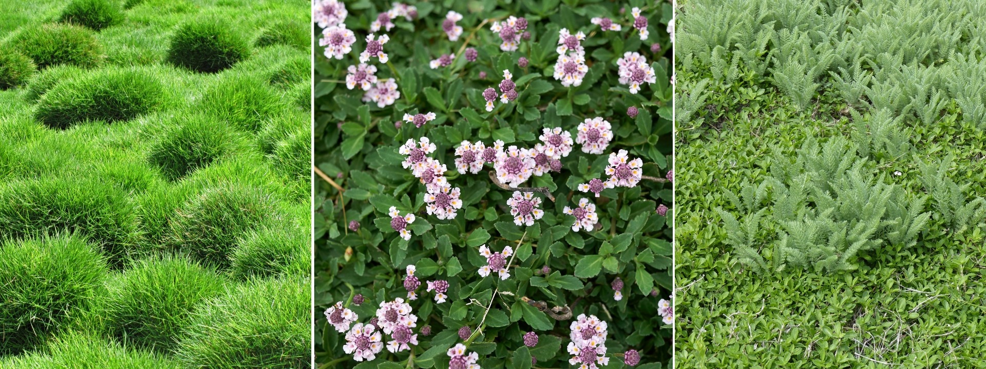 <i>Alternatives</i> TO THE LAWN