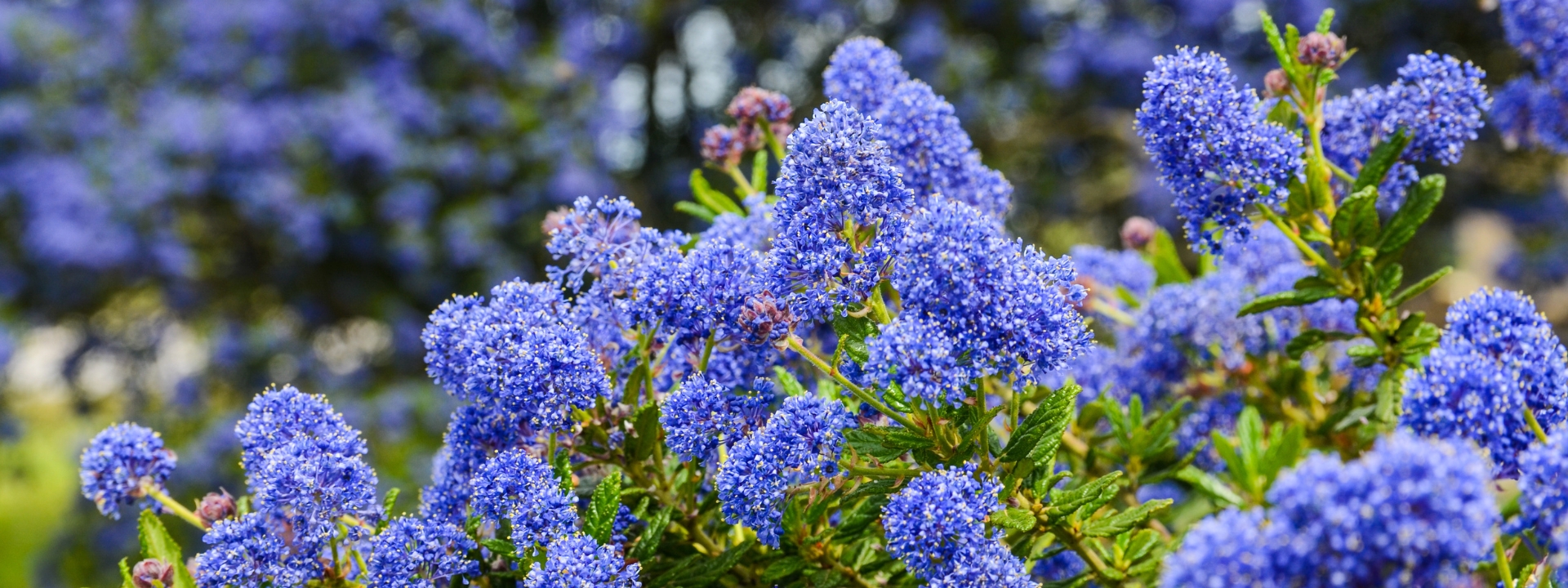<i>Discover our</i> CEANOTHUS
