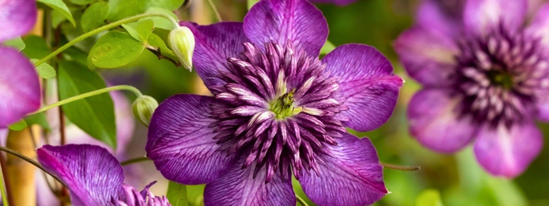 <i>New arrival</i> Clematis Welcome Home