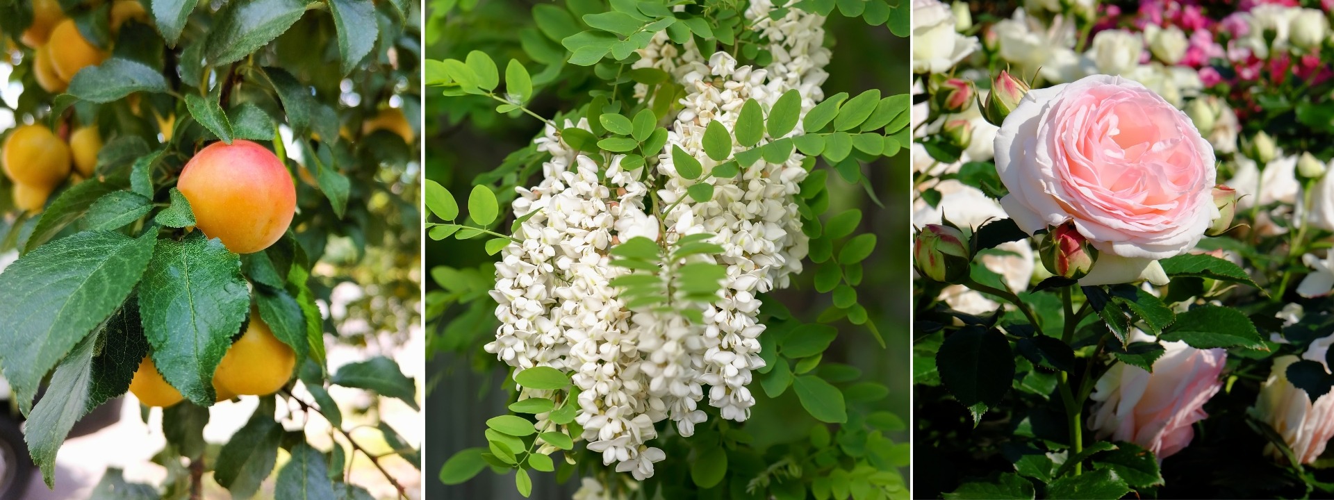 <i>Bare root</i> CLEARANCE SALE