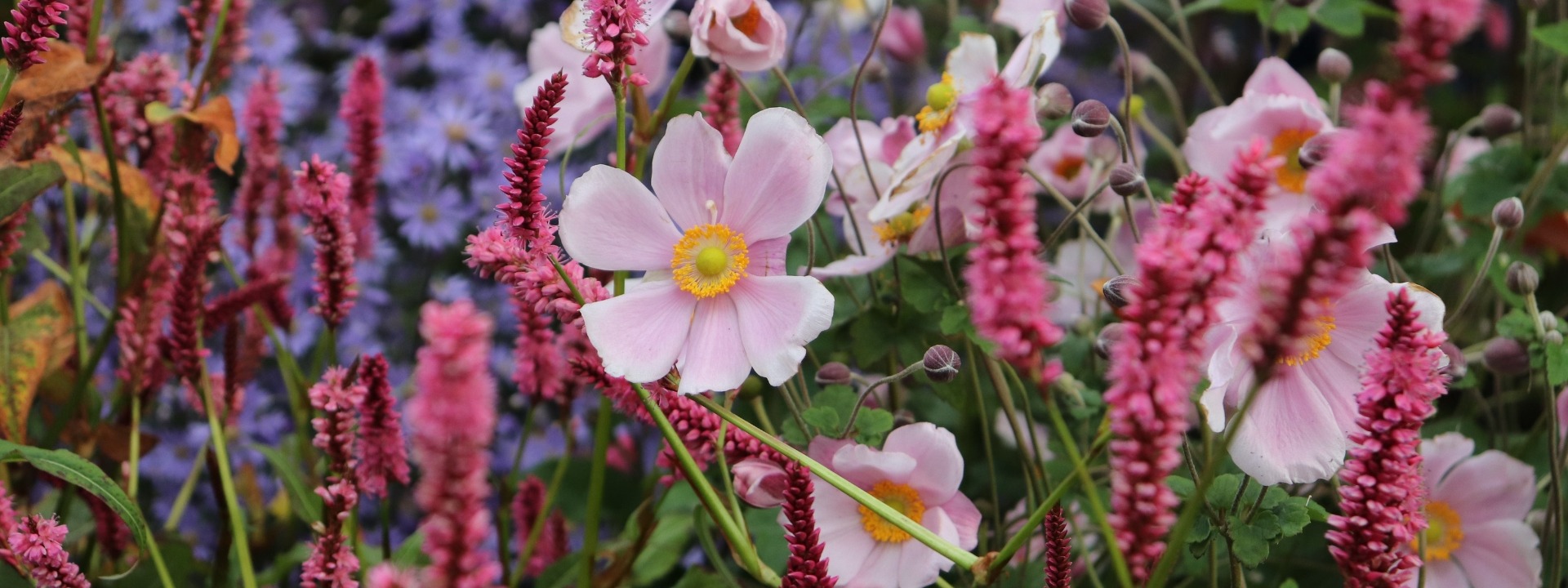 AUTUMN <i>Perennial Duo</i>