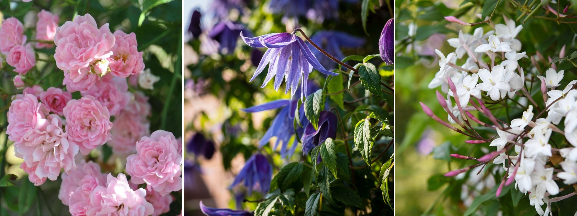 <i>Climbing plants</i> SPRING