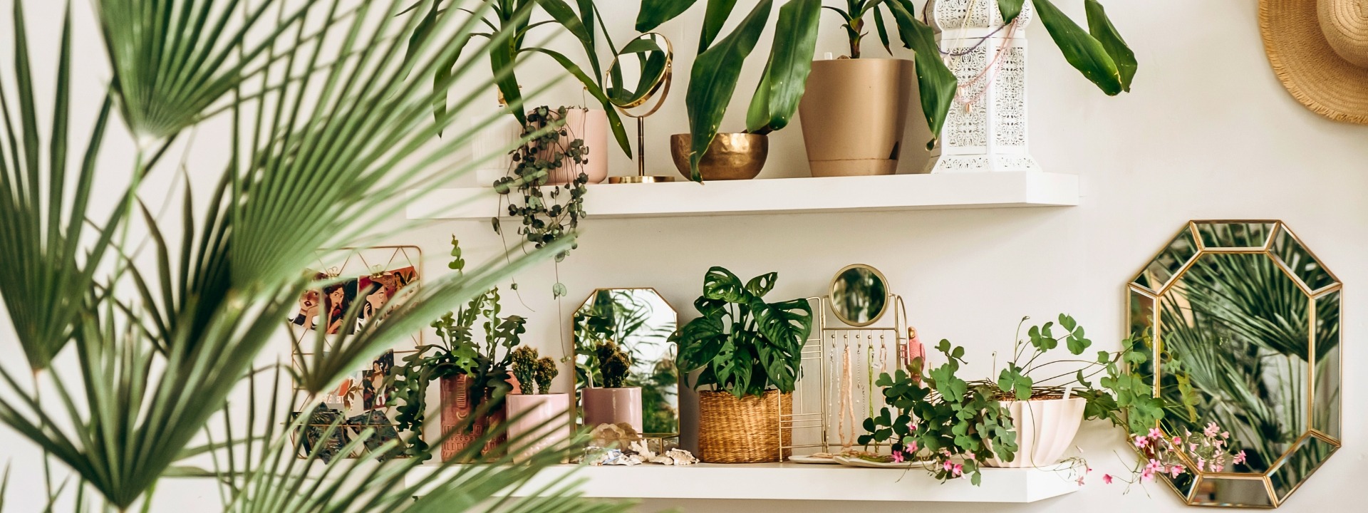 <i>New</i> HOUSE PLANTS