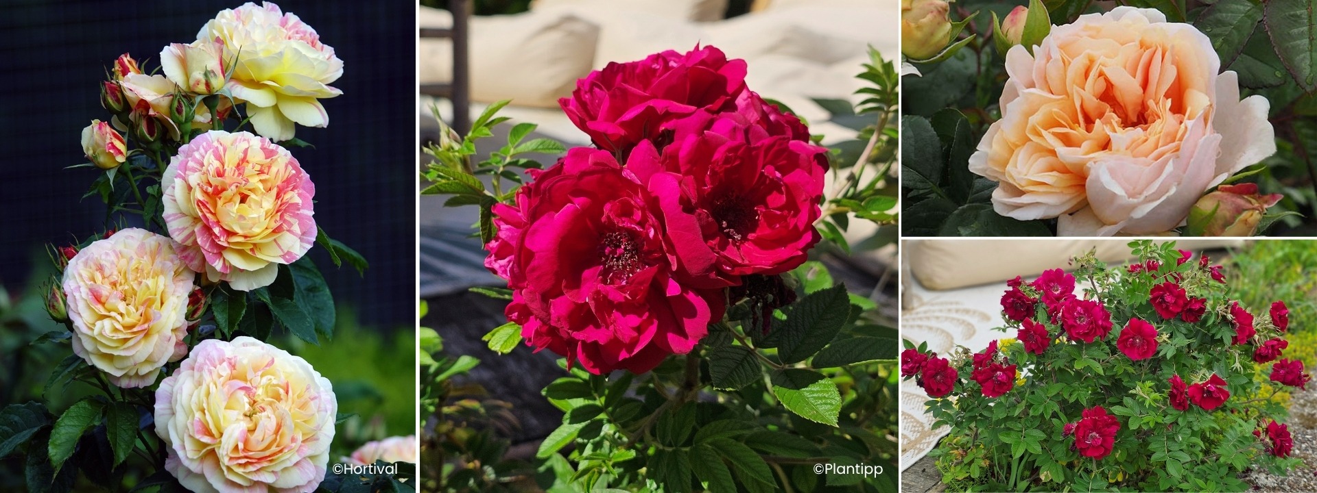 <i>New arrivals</i> ROSES