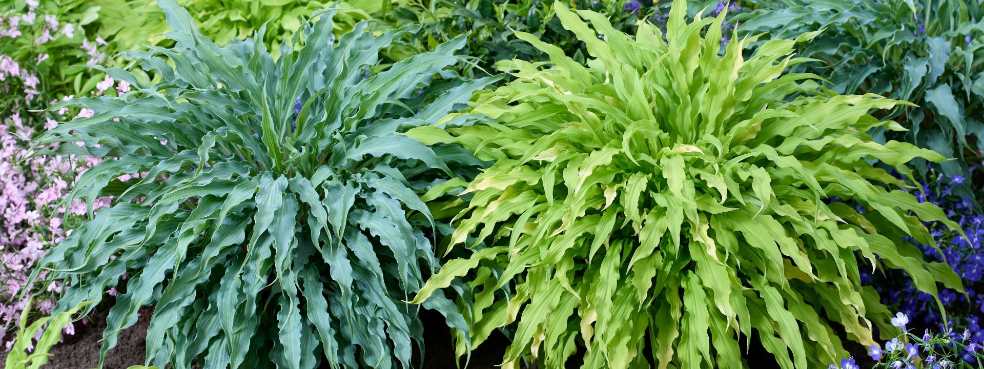 <i>New</i> PERENNIALS