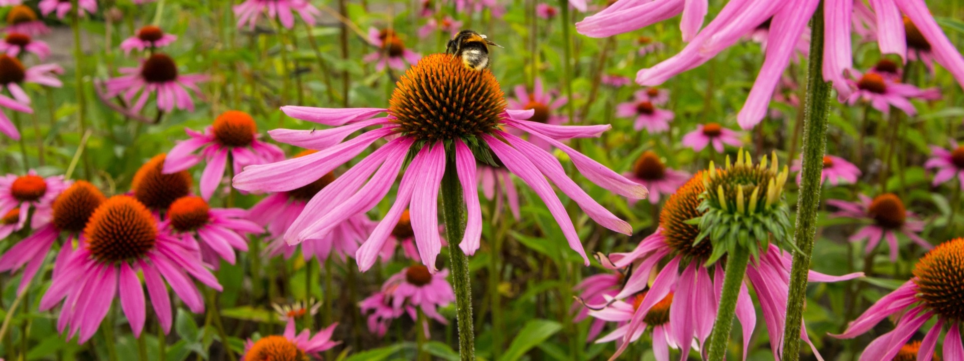 <i>Summer</i> PERENNIALS