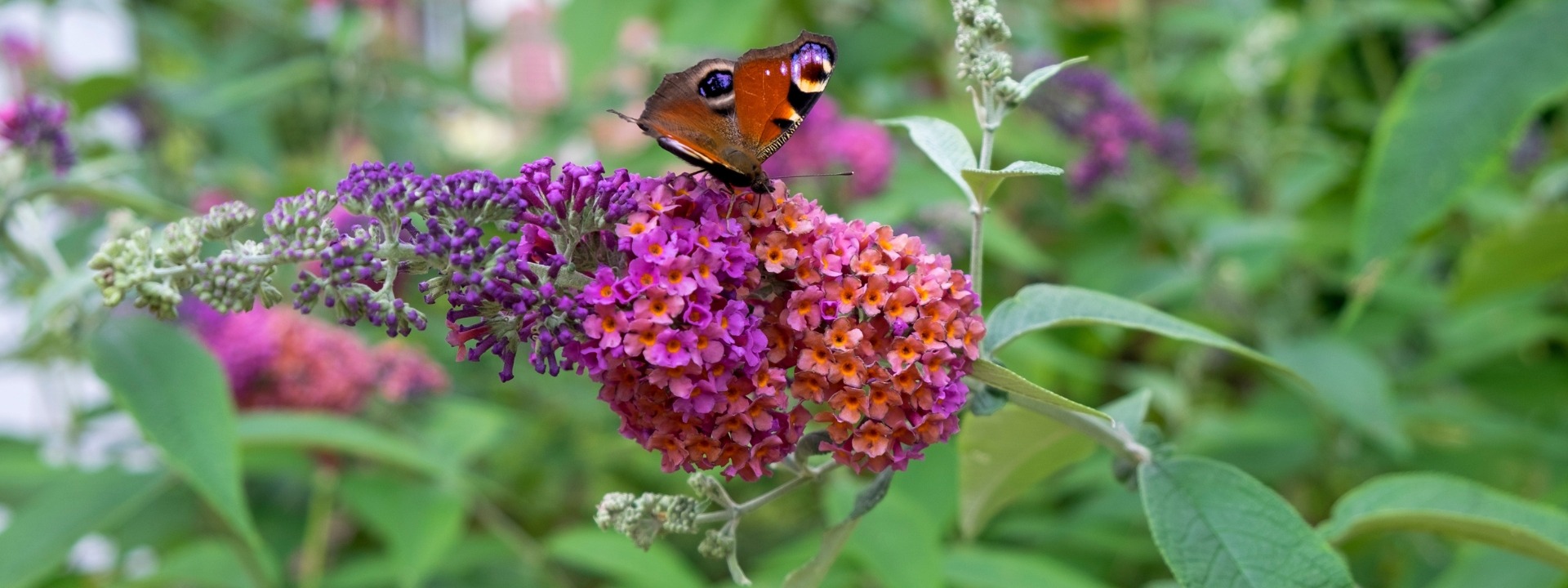 <i>Buddleja</i> FLOWER POWER