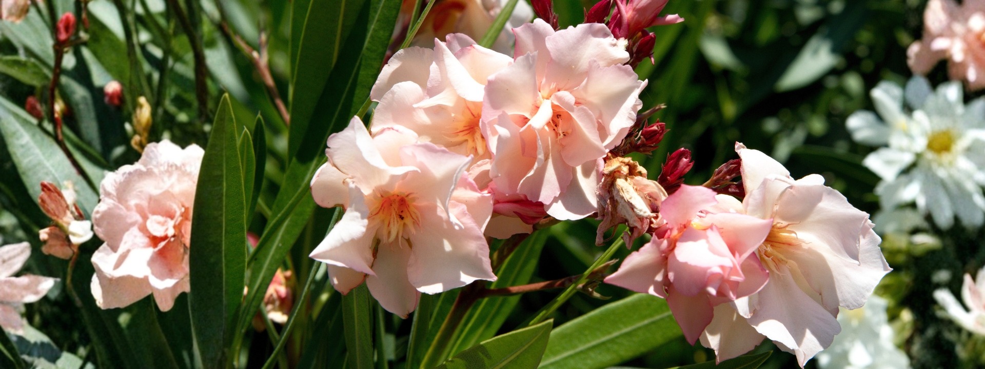 <br><i>NERIUM</br><br>OLEANDER</i><br> SPECIAL OFFER
