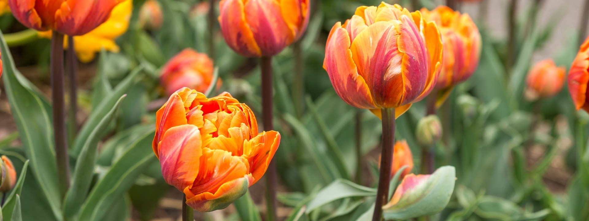 <i>New</i> SPRING BULBS