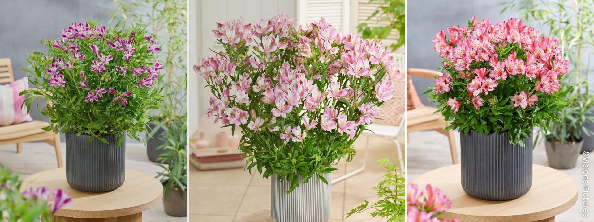 <i>New Arrivals</i> ALSTROEMERIA