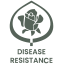 Prestigious German award for exceptionally disease-resistant roses ADR